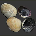 Colorful Clams Featuring White Orange Purple And Dark Textured Shells On Gray Background