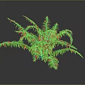 Fern Plant With Green Feathery Leaves And Lush Appearance On Gray Background