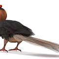 Vibrant Flying Bird With Large Red Beak And Black Yellow Feathers Standing