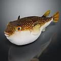 Pufferfish With Brown Spotted Body White Belly Orange Eyes And Yellow Fins On Dark Background
