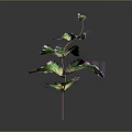 Vibrant Decorative Plant With Green And Purple Leaves On Thin Stem