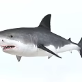 Great White Shark Large Marine Predator With Sharp Teeth And Powerful Body 3d model