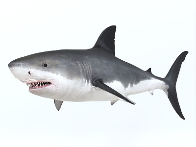 Shark great white shark red tail shark tiger shark whale shark nurse shark long kiss saw shark basking shark white tip reef shark blue shark rainbow shark fish shark 3d model