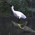 White Egret Standing On A Tree Branch In Water With Green Forest Background