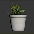 Green Striped Succulent Plant In White Terracotta Pot With Small Pebbles