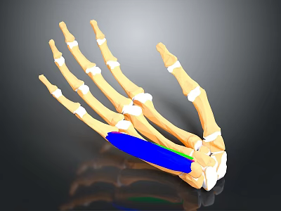Human Hand Bones 3D Anatomical Model With Blue Green Muscles And Ligaments 3d model