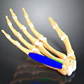 Human Hand Bones 3D Anatomical Model With Blue Green Muscles And Ligaments