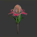 Vibrant Pink Flower Bloom With Green Leaves And Long Stem On Gray Background