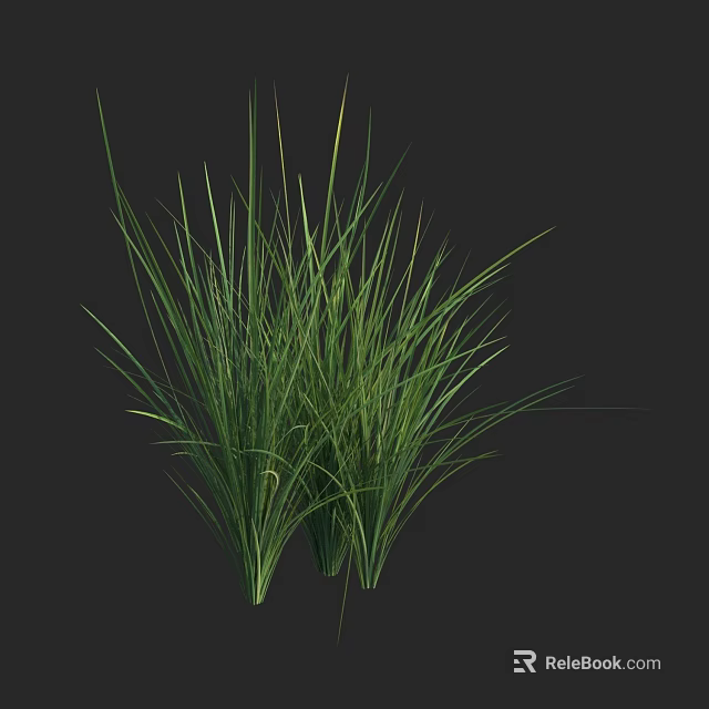Lush Green Grass Plant with Dense Foliage and Long Leaves in Dark Setting 3d model 