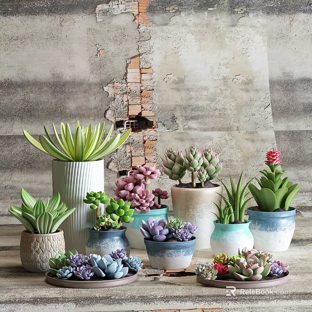 Assorted Bonsai Succulent Plants in Colorful Ceramic Pots Against Rustic Gray Wall 3d model 