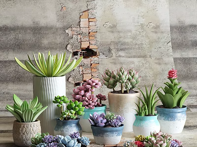 Assorted Bonsai Succulent Plants in Colorful Ceramic Pots Against Rustic Gray Wall 3d model