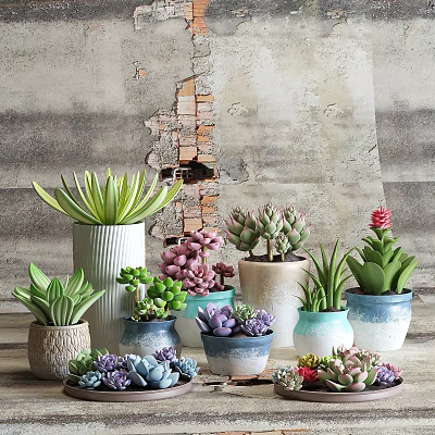 Assorted Bonsai Succulent Plants in Colorful Ceramic Pots Against Rustic Gray Wall 3d model