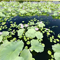 Hinged Patio Doors With Serene Lotus Pond View And Green Lily Pads