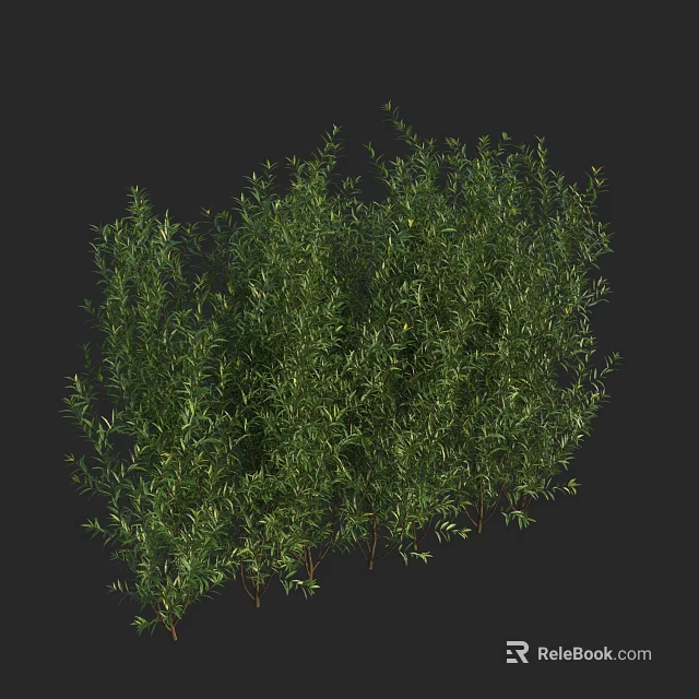 Green Bush with Lush Green Leaves in Natural Growth State against Black Background 3d model 