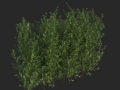 Green Bush with Lush Green Leaves in Natural Growth State against Black Background 3d model