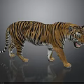Tiger With Striped Fur Walking In Gray Background Showing Open Mouth And Ground Reflection