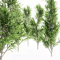 Lush Green Arbor Trees With Tall Trunks And Dense Foliage Appearance 3d model