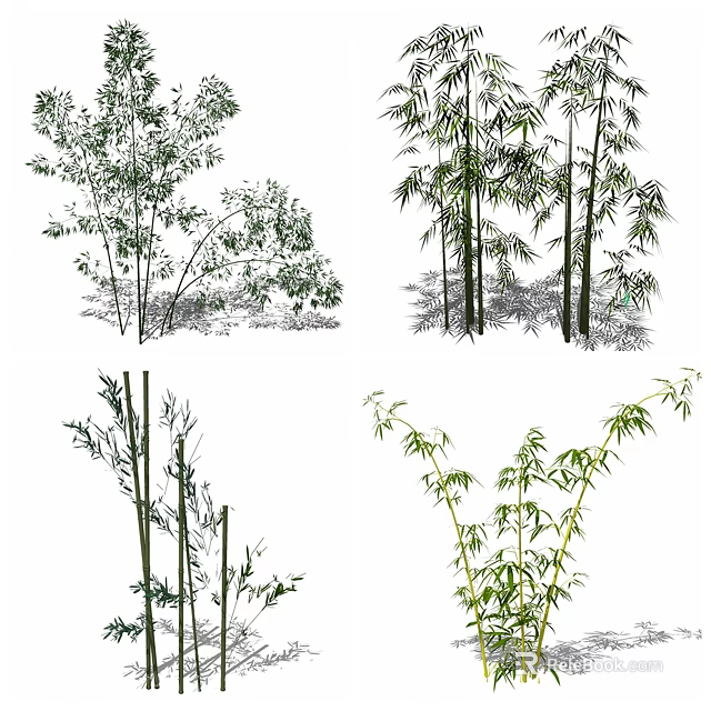 Varieties Of Bamboo Plants In Different Growth Forms 3d model 