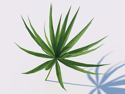 Palm Shaped Green Leaf With Long Slender Blades On White Background And Shadow 3d model