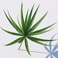 Palm Shaped Green Leaf With Long Slender Blades On White Background And Shadow