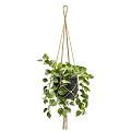 Hanging Green Plant In Black Pot With Jute Rope And Lush Leaves