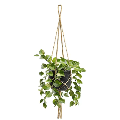 Hanging Green Plant In Black Pot With Jute Rope And Lush Leaves 3d model