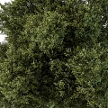 Lush Arbor With Green Foliage Dense Branches Full Canopy And Tall Trunk