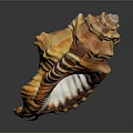Orange Brown Textured Conch Shell Decorative Ornament Combination for Home Decor