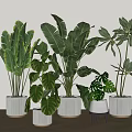 Indoor Potted Plants With Various Green Leaves In White Ceramic Pots On Wooden Floor