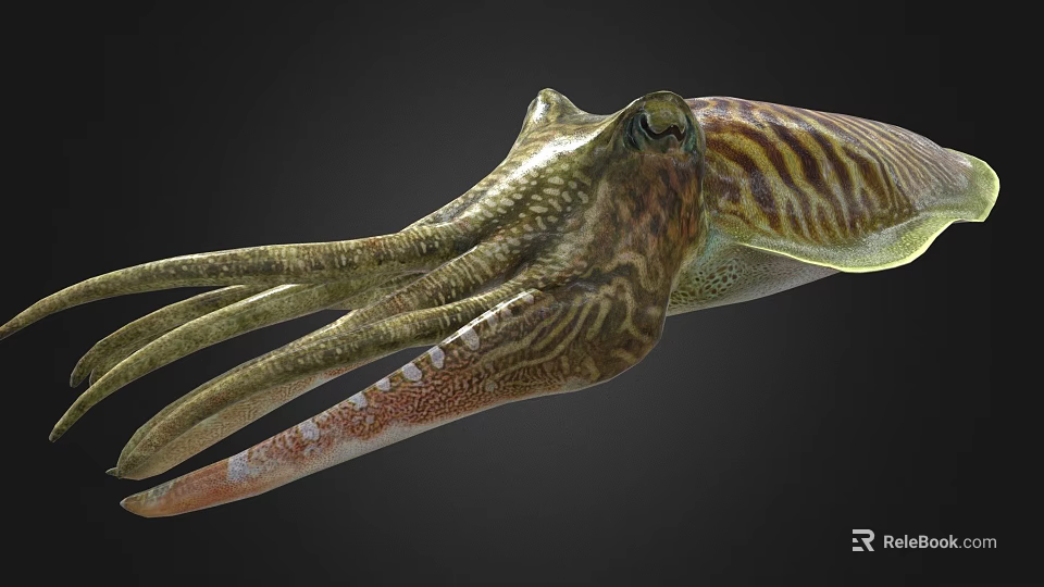 Realistic Detailed Striped Squid Marine Creature With Vibrant Colored Tentacles 3d model 