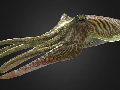 Realistic Detailed Striped Squid Marine Creature With Vibrant Colored Tentacles 3d model