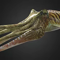 Realistic Detailed Striped Squid Marine Creature With Vibrant Colored Tentacles 3d model