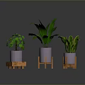Indoor Green Plants in Purple Pots on Wooden Stands with Various Leaf Shapes