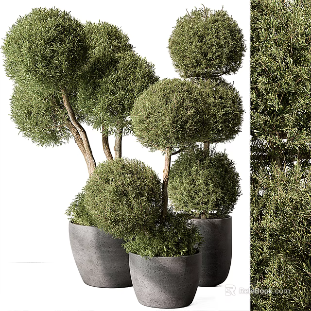 Green Topiary Potted Plants With Neatly Trimmed Spherical Shapes In Gray Planters 3d model 