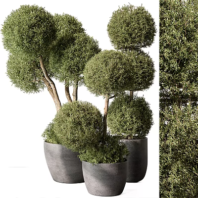 Green Topiary Potted Plants With Neatly Trimmed Spherical Shapes In Gray Planters 3d model