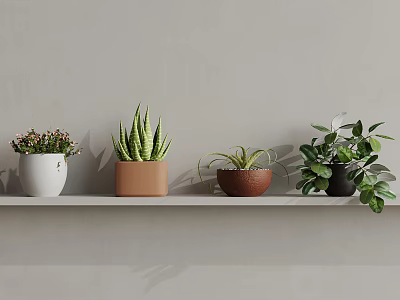 Different Potted Indoor Plants On Wall Shelf With Various Planters 3d model