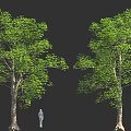 Two Large Green Trees With Thick Trunks And Small Human Figure On Black Background