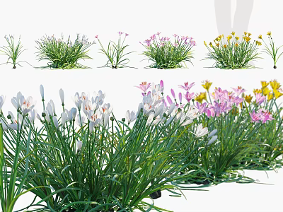 Garden Flowers And Grasses Featuring White Pink Yellow Blooms And Green Foliage 3d model