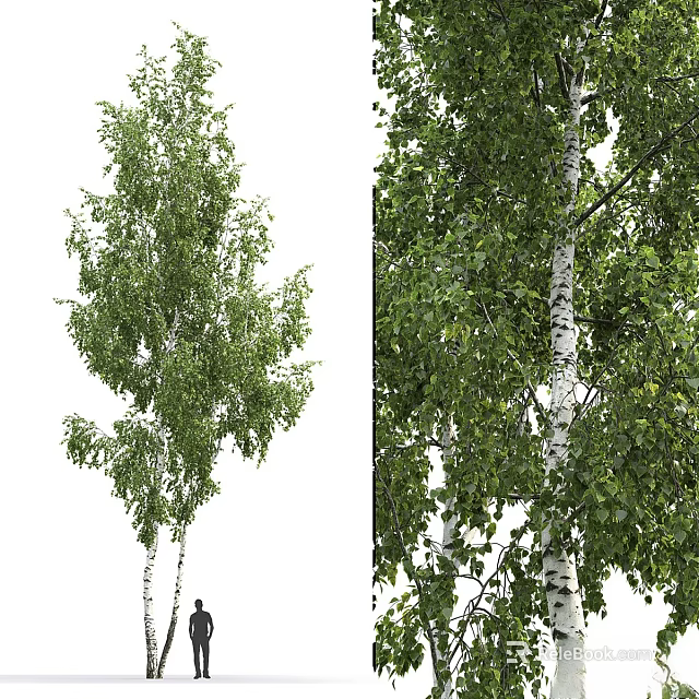 Tall Deciduous Trees With Lush Green Foliage And Straight White Trunks 3d model 