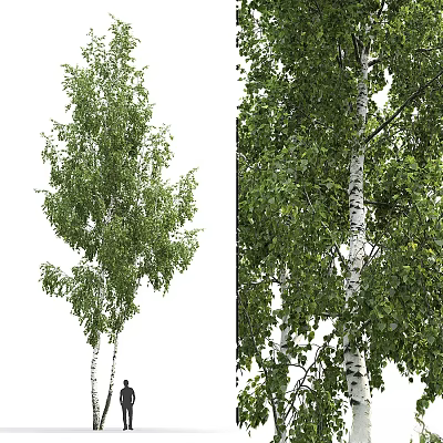 Tall Deciduous Trees With Lush Green Foliage And Straight White Trunks 3d model