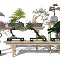 Artistic Bonsai Plants with Flowering and Evergreen Species on Wooden Shelves