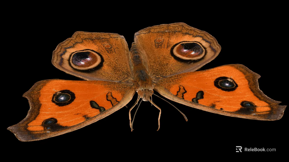 Vibrant Orange Butterfly With Large Eyespot Patterns On Wings Against Black Background 3d model 