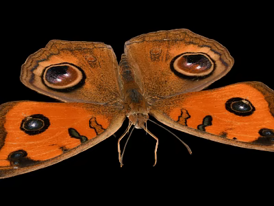 Vibrant Orange Butterfly With Large Eyespot Patterns On Wings Against Black Background 3d model