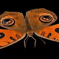 Vibrant Orange Butterfly With Large Eyespot Patterns On Wings Against Black Background