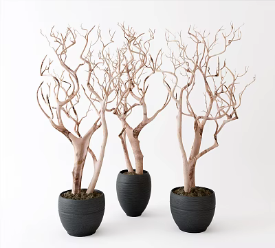 Minimalist Bonsai Trees with Bare Branches in Black Pots on White Background 3d model