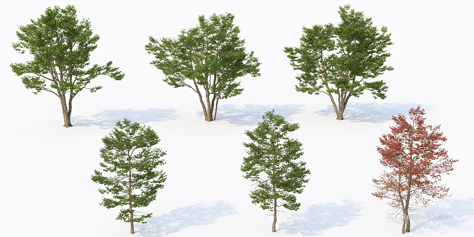 Various Green Leafy Trees With Different Shapes And Shadows On White Background 3d model