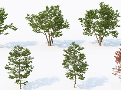 Various Green Leafy Trees With Different Shapes And Shadows On White Background 3d model