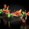 Colorful Flying Animals with Vibrant Feathers and Long Tail Plumes in Black Background with Reflections