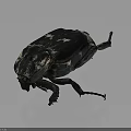Black and white spotted beetle with detailed exoskeleton and extended legs isolated on gray background