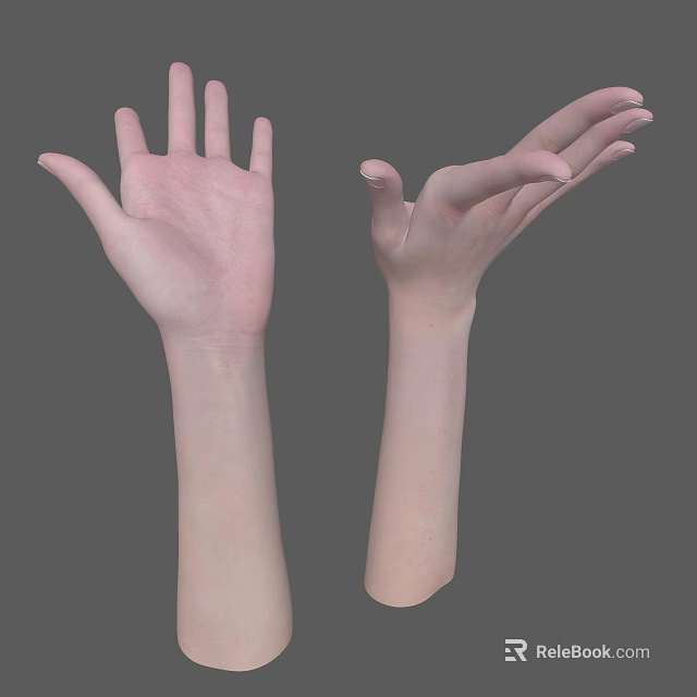 Detailed 3D Rendering of Human Hands and Arms Anatomical Structure 3d model 